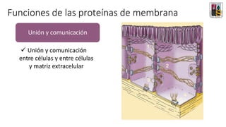Unión y comunicación
✓ Unión y comunicación
entre células y entre células
y matriz extracelular
Funciones de las proteínas de membrana
 