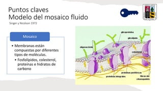 Puntos claves
• Membranas están
compuestas por diferentes
tipos de moléculas.
• Fosfolípidos, colesterol,
proteínas e hidratos de
carbono
Mosaico
Modelo del mosaico fluido
Singer y Nicolson 1972
 