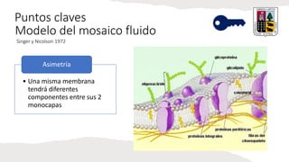 Puntos claves
Modelo del mosaico fluido
Singer y Nicolson 1972
• Una misma membrana
tendrá diferentes
componentes entre sus 2
monocapas
Asimetría
 