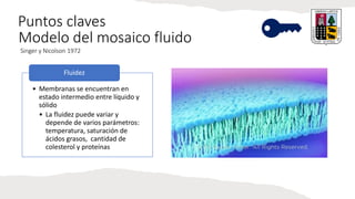 Puntos claves
Modelo del mosaico fluido
Singer y Nicolson 1972
• Membranas se encuentran en
estado intermedio entre líquido y
sólido
• La fluidez puede variar y
depende de varios parámetros:
temperatura, saturación de
ácidos grasos, cantidad de
colesterol y proteínas
Fluidez
 