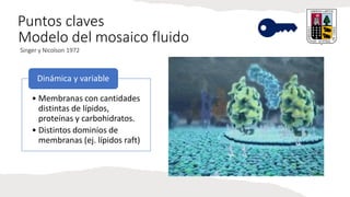 Puntos claves
Modelo del mosaico fluido
Singer y Nicolson 1972
• Membranas con cantidades
distintas de lípidos,
proteínas y carbohidratos.
• Distintos dominios de
membranas (ej. lípidos raft)
Dinámica y variable
 