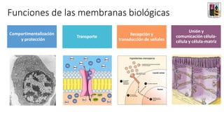 Funciones de las membranas biológicas
Compartimentalización
y protección
Transporte
Recepción y
transducción de señales
Unión y
comunicación célula-
célula y célula-matriz
 