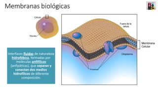 Membranas biológicas
Interfaces fluidas de naturaleza
hidrofóbica, formadas por
moléculas anfifílicas
(anfipáticas), que separan y
conectan dos medios
hidrofílicos de diferente
composición.
 