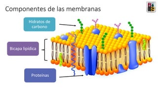 Componentes de las membranas
Bicapa lipídica
Proteínas
Hidratos de
carbono
 