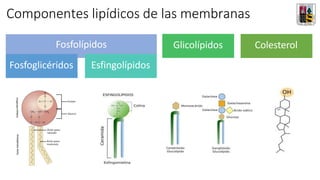 Componentes lipídicos de las membranas
Fosfolípidos
Fosfoglicéridos Esfingolípidos
Glicolípidos Colesterol
 