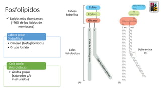 Fosfolípidos
Cola apolar
(hidrofóbica)
• Ácidos grasos
(saturados y/o
insaturados)
Cabeza polar
(hidrofílica)
• Glicerol (fosfogliceridos)
• Grupo fosfato
✓ Lípidos más abundantes
(~70% de los lípidos de
membrana)
Cabeza
hidrofílica
Colas
hidrofóbicas
Cabeza
hidrofílica
Doble enlace
cis
Colina
Fosfato
Glicerol
Cola
de
ácidos
grasos
 