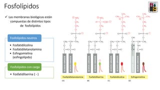 Fosfolípidos
Fosfolípidos neutros
• Fosfatidilcolina
• Fosfatidiletanolamina
• Esfingomielina
(esfingolípido)
Fosfolípidos con carga
• Fosfatidilserina ( - )
✓ Las membranas biológicas están
compuestas de distintos tipos
de fosfolípidos
Fosfatidiletanolamina Fosfatidilserina Fosfatidilcolina Esfingomielina
ÁCIDOS
GRASOS
ÁCIDOS
GRASOS
ÁCIDOS
GRASOS
ÁCIDOS
GRASOS
ÁCIDOS
GRASOS
ÁCIDOS
GRASOS
ÁCIDOS
GRASOS
ÁCIDOS
GRASOS
ÁCIDOS
GRASOS
CADENA
GRASA
 
