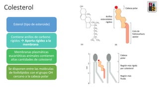 Se disponen entre las moléculas
de fosfolípidos con el grupo OH
cercano a la cabeza polar
Colesterol
Esterol (tipo de esteroide)
Contiene anillos de carbono
rígidos → Aporta rigidez a la
membrana
Membranas plasmáticas
eucarióticas animales contienen
altas cantidades de colesterol
Anillos
esteroidales
rígidos
Cabeza polar
Cola de
hidrocarburo
apolar
Cabeza
polar
Región más
fluida
Región más rígida
por colesterol
 