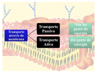 Transporte
através da
membrana
Transporte
Passivo
Não há
gasto de
energia
Transporte
Ativo
Há gasto de
energia
 