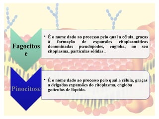 Fagocitos
e
• É o nome dado ao processo pelo qual a célula, graças
à formação de expansões citoplasmáticas
denominadas pseudópodes, engloba, no seu
citoplasma, partículas sólidas .
Pinocitose
• É o nome dado ao processo pelo qual a célula, graças
a delgadas expansões do citoplasma, engloba
gotículas de líquido.
 