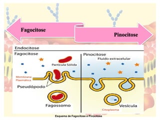 Fagocitose
Pinocitose
Esquema de Fagocitose e Pinocitose
 