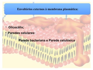 Envoltórios externos à membrana plasmática:

Glicocálix;

Paredes celulares:
Parede bacteriana e Parede celulósica
 