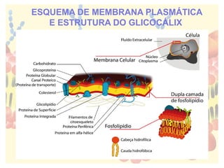 ESQUEMA DE MEMBRANA PLASMÁTICA
E ESTRUTURA DO GLICOCÁLIX
 