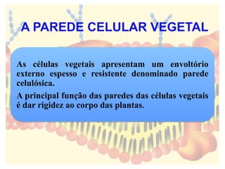 As células vegetais apresentam um envoltório
externo espesso e resistente denominado parede
celulósica.
A principal função das paredes das células vegetais
é dar rigidez ao corpo das plantas.
A PAREDE CELULAR VEGETAL
 