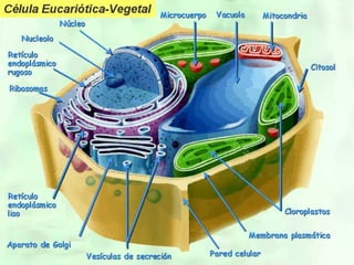 membranas celulares - aula biologia celular