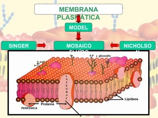 SINGER NICHOLSO
N
Proteína
Lipídeos
MODEL
O
MOSAICO
FLUÍDO
MEMBRANA
PLASMÁTICA
 glicocálix
I
N
T
E
G
R
A
L
PERIFÉRICA
 
