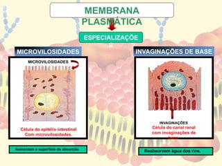 MICROVILOSIDADES
Célula do canal renal
com invaginações de
base.
INVAGINAÇÕES
MICROVILOSIDADES INVAGINAÇÕES DE BASE
Célula do epitélio intestinal
Com microvilosidades.
ESPECIALIZAÇÕE
S
MEMBRANA
PLASMÁTICA
Aumentam a superfície de absorção
Reabsorvem água dos rins.
 