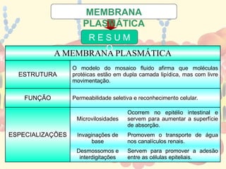 A MEMBRANA PLASMÁTICA
ESTRUTURA
O modelo do mosaico fluido afirma que moléculas
protéicas estão em dupla camada lipídica, mas com livre
movimentação.
FUNÇÃO Permeabilidade seletiva e reconhecimento celular.
ESPECIALIZAÇÕES
Microvilosidades
Ocorrem no epitélio intestinal e
servem para aumentar a superfície
de absorção.
Invaginações de
base
Promovem o transporte de água
nos canalículos renais.
Desmossomos e
interdigitações
Servem para promover a adesão
entre as células epiteliais.
R E S U M
O
MEMBRANA
PLASMÁTICA
 