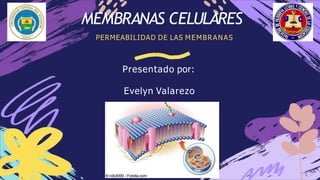 Presentado por:
Evelyn Valarezo
MEMBRANAS CELULARES
PERMEABILIDAD DE LAS MEMBRANAS
 