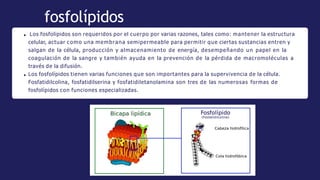 Los fosfolípidos son requeridos por el cuerpo por varias razones, tales como: mantener la estructura
celular, actuar como ...