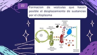 03 Formacion de vesículas que hacen
posible el desplazamiento de sustancias
por el citoplasma
 