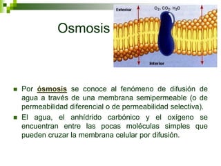 Osmosis
 Por ósmosis se conoce al fenómeno de difusión de
agua a través de una membrana semipermeable (o de
permeabilidad diferencial o de permeabilidad selectiva).
 El agua, el anhídrido carbónico y el oxígeno se
encuentran entre las pocas moléculas simples que
pueden cruzar la membrana celular por difusión.
 
