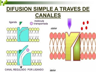 DIFUSION SIMPLE A TRAVES DE
CANALES
 