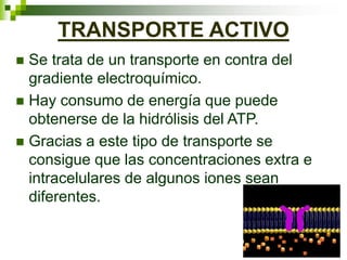 TRANSPORTE ACTIVO
 Se trata de un transporte en contra del
gradiente electroquímico.
 Hay consumo de energía que puede
obtenerse de la hidrólisis del ATP.
 Gracias a este tipo de transporte se
consigue que las concentraciones extra e
intracelulares de algunos iones sean
diferentes.
 