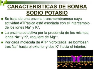 CARACTERISTICAS DE BOMBA
SODIO POTASIO
 Se trata de una enzima transmembranosa cuya
actividad ATPásica está asociada con el intercambio
de los iones Na+ y K+.
 La enzima se activa por la presencia de los mismos
iones Na+ y K+, requiere de Mg++.
 Por cada molécula de ATP hidrolizada, se bombean
tres Na+ hacia el exterior y dos K+ hacia el interior.
 