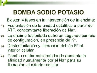 BOMBA SODIO POTASIO
Existen 4 fases en la intervención de la enzima:
1) Fosforilación de la unidad catalítica a partir de
ATP, concomitante liberación de Na+.
2) La enzima fosforilada sufre un segundo cambio
de configuración, en presencia de K+.
3) Desfosforilación y liberación del ión K+ al
interior celular.
4) Cambio conformacional donde aumenta la
afinidad nuevamente por el Na+ para su
liberación al exterior celular.
 