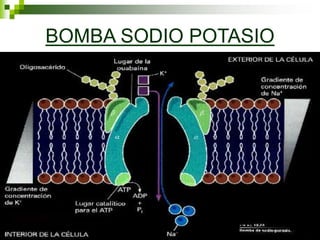 BOMBA SODIO POTASIO
 