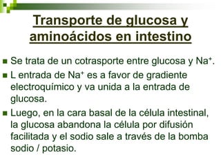 Transporte de glucosa y
aminoácidos en intestino
 Se trata de un cotrasporte entre glucosa y Na+.
 L entrada de Na+ es a favor de gradiente
electroquímico y va unida a la entrada de
glucosa.
 Luego, en la cara basal de la célula intestinal,
la glucosa abandona la célula por difusión
facilitada y el sodio sale a través de la bomba
sodio / potasio.
 