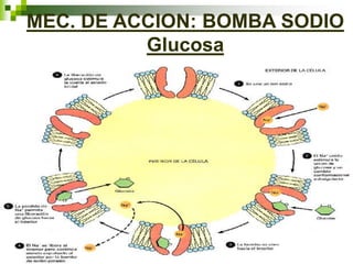 MEC. DE ACCION: BOMBA SODIO
Glucosa
 