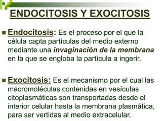 ENDOCITOSIS Y EXOCITOSIS
 Endocitosis: Es el proceso por el que la
célula capta partículas del medio externo
mediante una invaginación de la membrana
en la que se engloba la partícula a ingerir.
 Exocitosis: Es el mecanismo por el cual las
macromoléculas contenidas en vesículas
citoplasmáticas son transportadas desde el
interior celular hasta la membrana plasmática,
para ser vertidas al medio extracelular.
 