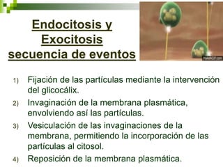 Endocitosis y
Exocitosis
secuencia de eventos
1) Fijación de las partículas mediante la intervención
del glicocálix.
2) Invaginación de la membrana plasmática,
envolviendo así las partículas.
3) Vesiculación de las invaginaciones de la
membrana, permitiendo la incorporación de las
partículas al citosol.
4) Reposición de la membrana plasmática.
 