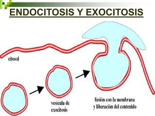ENDOCITOSIS Y EXOCITOSIS
 