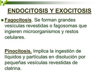 ENDOCITOSIS Y EXOCITOSIS
 Fagocitosis. Se forman grandes
vesículas revestidas o fagosomas que
ingieren microorganismos y restos
celulares.
Pinocitosis. Implica la ingestión de
líquidos y partículas en disolución por
pequeñas vesículas revestidas de
clatrina.
 