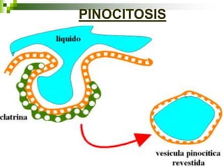 PINOCITOSIS
 