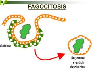 FAGOCITOSIS
 
