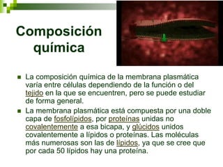 Composición
química
 La composición química de la membrana plasmática
varía entre células dependiendo de la función o del
tejido en la que se encuentren, pero se puede estudiar
de forma general.
 La membrana plasmática está compuesta por una doble
capa de fosfolípidos, por proteínas unidas no
covalentemente a esa bicapa, y glúcidos unidos
covalentemente a lípidos o proteínas. Las moléculas
más numerosas son las de lípidos, ya que se cree que
por cada 50 lípidos hay una proteína.
 