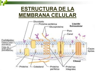 ESTRUCTURA DE LA
MEMBRANA CELULAR
 
