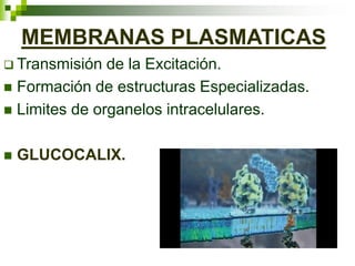 MEMBRANAS PLASMATICAS
 Transmisión de la Excitación.
 Formación de estructuras Especializadas.
 Limites de organelos intracelulares.
 GLUCOCALIX.
 