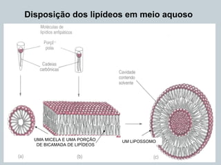 Disposição dos lipídeos em meio aquoso
UMA MICELA E UMA PORÇÃO
DE BICAMADA DE LIPÍDEOS
UM LIPOSSOMO
 
