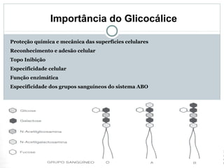 Importância do Glicocálice
Proteção química e mecânica das superfícies celulares
Reconhecimento e adesão celular
Topo Inibição
Especificidade celular
Função enzimática
Especificidade dos grupos sanguíneos do sistema ABO
 