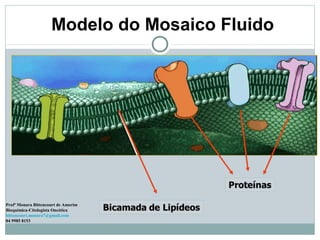 Modelo do Mosaico Fluido
Profª Monara Bittencourt de Amorim
Bioquímica-Citologista Oncótica
bittencourt.monara7@gmail.com
84 9985 8153
 