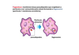 Fagocitose: membrana lança pseudópodes que englobam a
partícula a ser consumida pela célula formando o fagossomo
(partícula + membrana envoltória).




                         Partícula
                         alimentar




                    pseudópodes              fagossomo
 