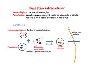 Digestão intracelular
     Heterofágica: para a alimentação.
     Autofágica: para limpeza celular. Depois da digestão a célula
                 recicla o que pode e excreta o restante.


   Heterofágica

Lisossomo primário = Contém enzimas digestivas
                                                               Membrana
                                                                celular




                                         digestão
Fagossomo                  Lisossomo                 Corpo
                           secundário               residual
                   Enzimas + partícula alimentar
 