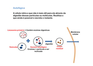 Autofágica

      A célula retira o que não é mais útil para ela através da
      digestão dessas partículas ou moléculas. Reutiliza o
      que ainda é possível e excreta o restante.




Lisossomo primário = Contém enzimas digestivas
                                                                  Membrana
                                                                   celular




                                          digestão
  Vesículas             Vacúolo autofágico            Corpo
                      Enzimas + partícula a ser      residual
                             reclicada
 