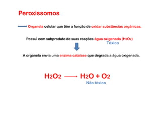 Peroxissomos

   Organela celular que têm a função de oxidar substâncias orgânicas.


  Possui com subproduto de suas reações água oxigenada (H2O2)
                                                 Tóxico


 A organela envia uma enzima catalase que degrada a água oxigenada.




             H2O2                H2O + O2
                                    Não tóxico
 