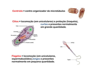 Centríolo = centro organizador de microtúbulos



Cílios = locomoção (em unicelulares) e proteção (traquéia),
                        curtos e presentes normalmente
                        em grande quantidade.




Flagelos = locomoção (em unicelulares,
espermatozóides),longos e presentes
normalmente em pequena quantidade.
 